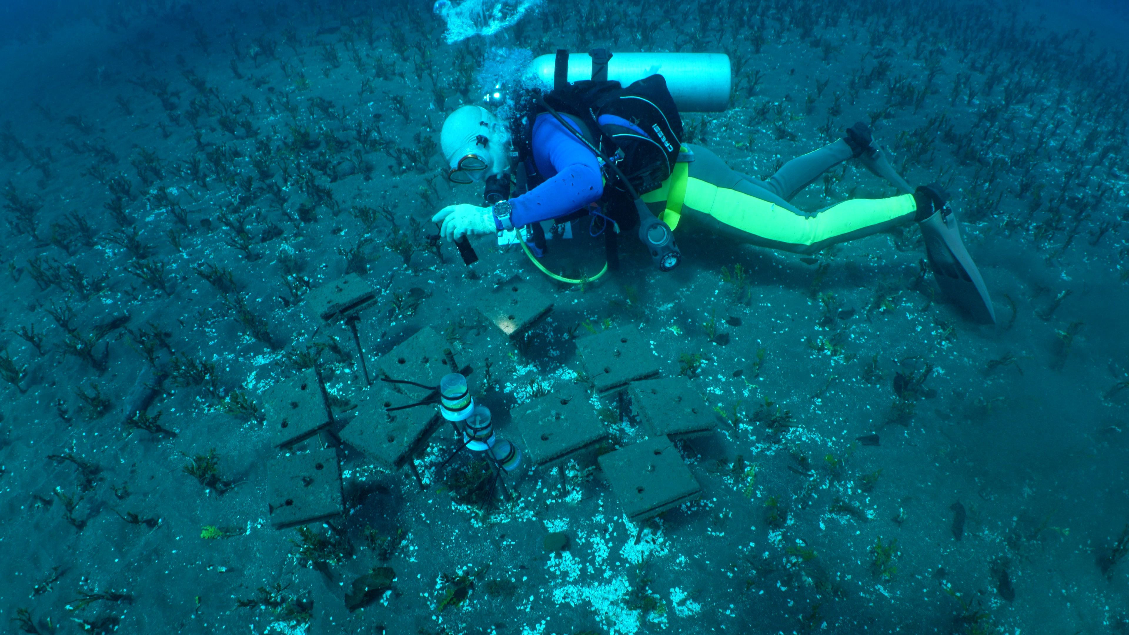 Echipa de cercetători experimentează cu sunete pentru restaurarea recifurilor de coral