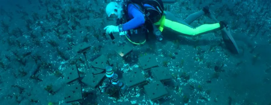 Muzica subacvatică poate ajuta la restaurarea recifurilor de coral