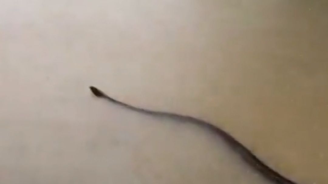 Șarpe uriaș înnotând prin apele inundației