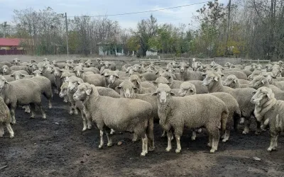Fermieri din Olt în greva foamei pentru despăgubirile promise
