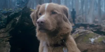 Good Boy urmează modelul adaptării Stephen King din Strălucirea