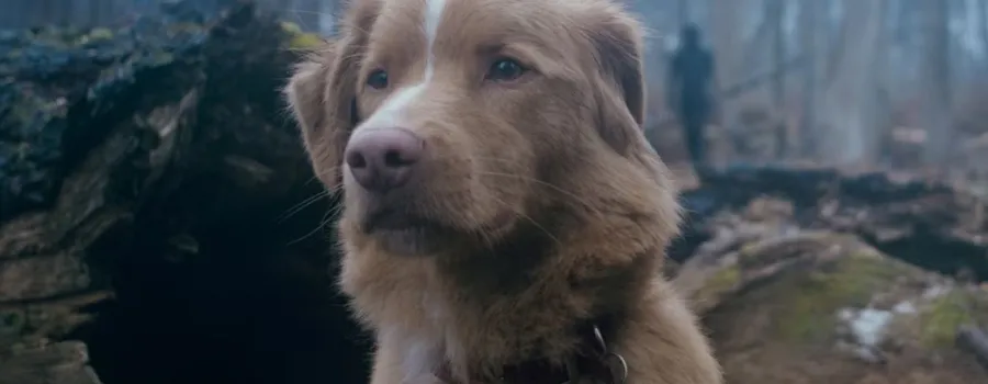 Good Boy urmează modelul adaptării Stephen King din Strălucirea