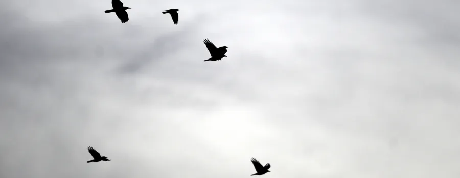 Vremea în România până în ianuarie 2026: mai caldă decât normal