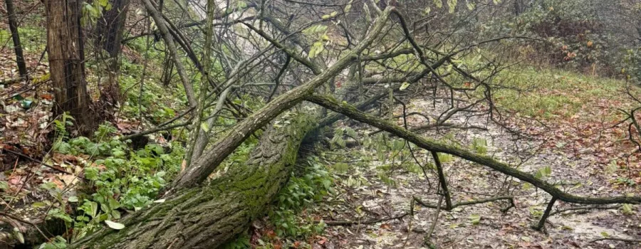 Inundații și căderi de copaci în Argeș: intervenții nonstop