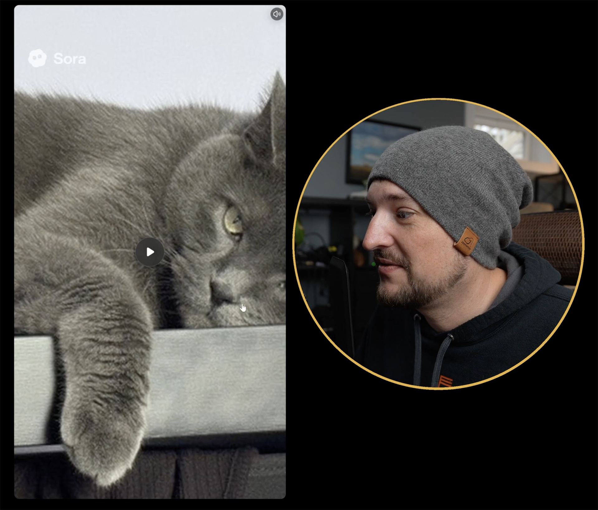 Exemplu pisică transformată